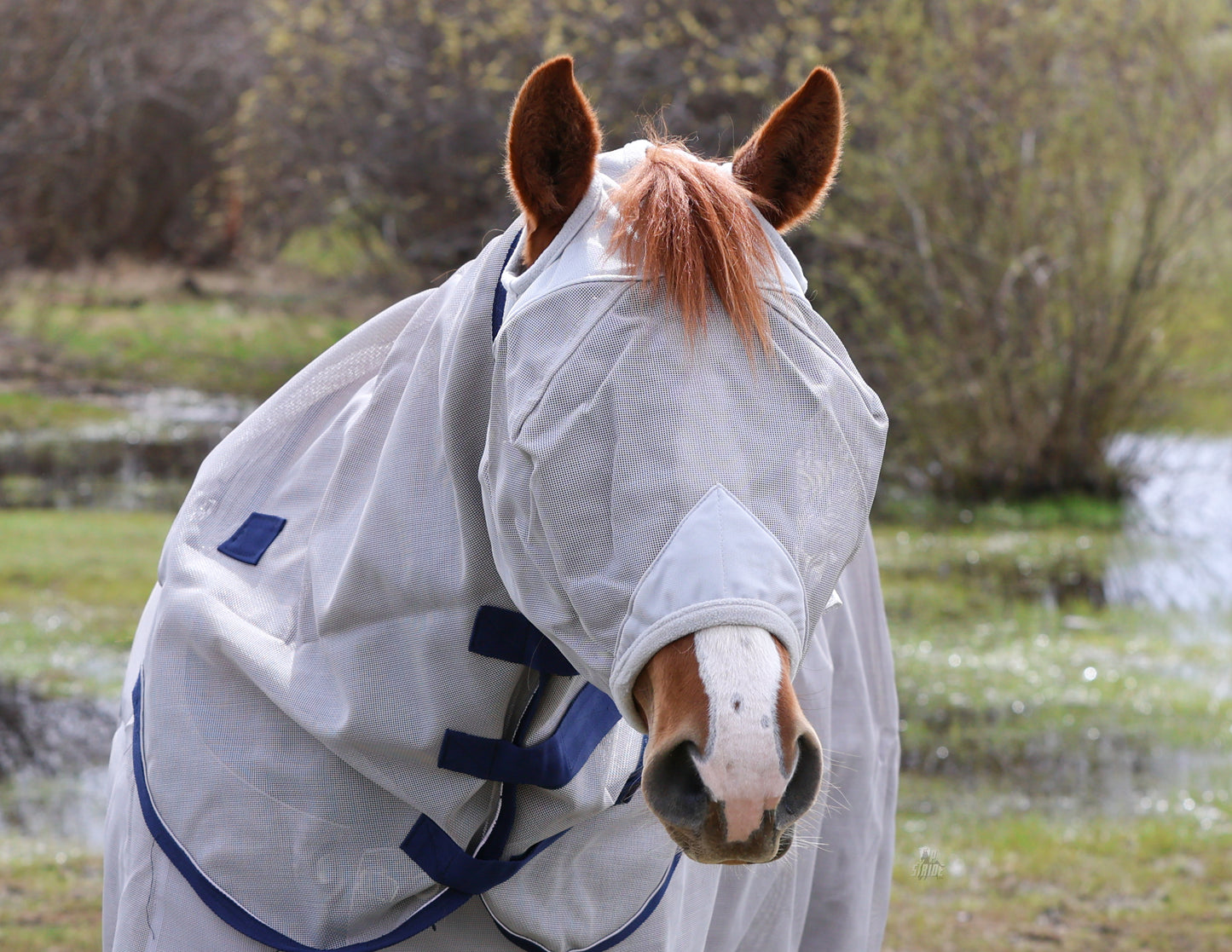 Fly Mask No Ears