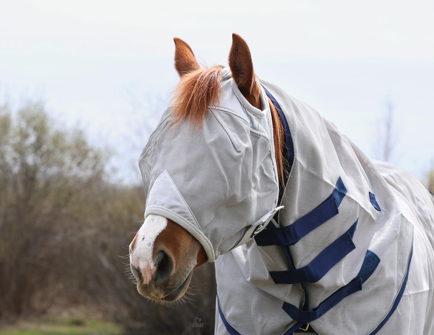 Fly Mask No Ears