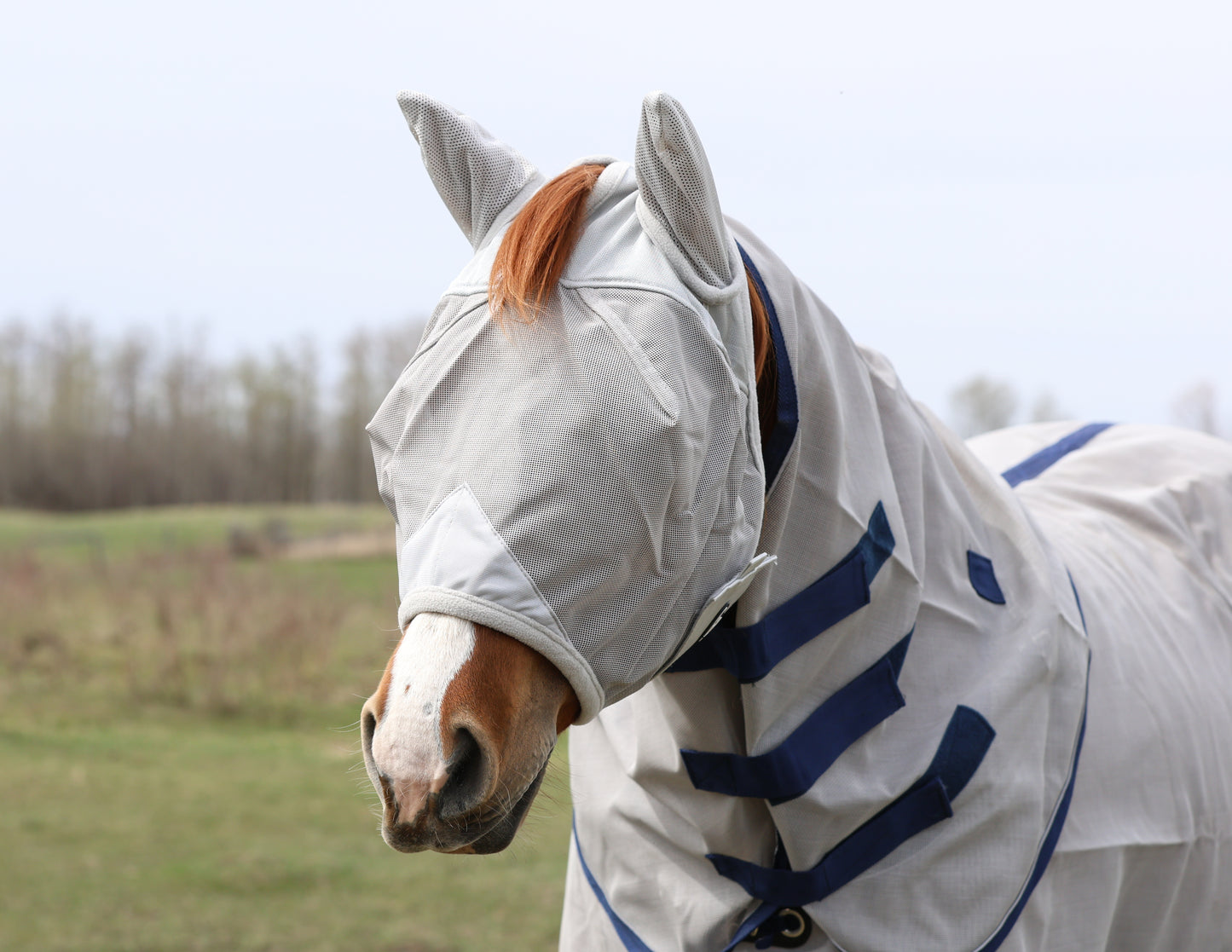 Fly Mask with Ears