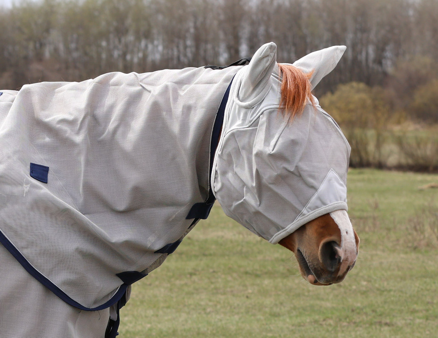 Fly Mask with Ears